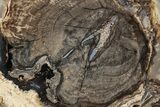 Petrified Wood (Schinoxylon) Section w/ Frass - Blue Forest #236133-1